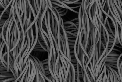 Nylon polymer fibres